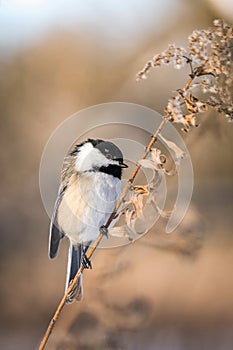 Small bird sitting on a tree branch