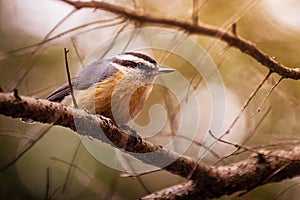 Small bird sitting on a tree branch