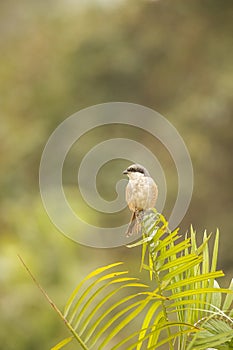 Small bird sitting on a tree in Kaziranga