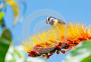 Small bird sitting on a tropical orange flower in sunlight