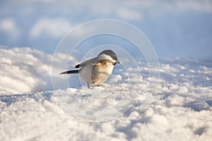 Small bird in snow