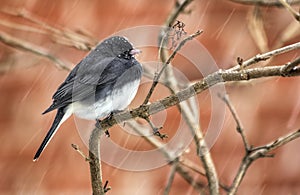 Small Bird in Snowfall