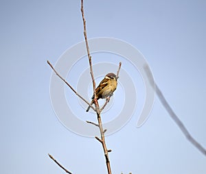 Small bird sparrow sitting on tree branch on winter nature background