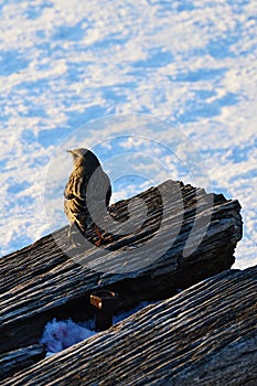 Malý vták stojaci na starej drevenej lavici počas zasneženého zimného popoludnia