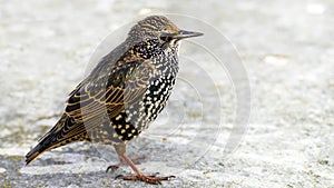 Closeup photo of a bird standing on the bridge photo