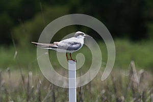 small bird standing on pvc pipe with marsh background