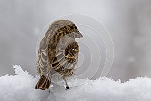 Small bird standing in snow