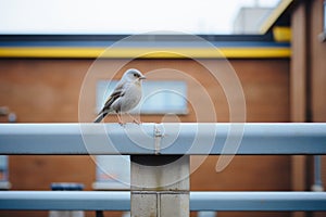 a small bird is standing on top of a metal railing