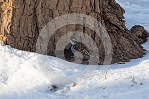 a small bird stands on the snow near a tree trunk