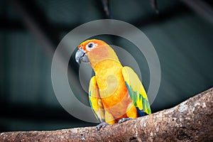 Small bird sun conures yellow green and orange color birds petting zoo free flying parrot
