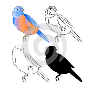 Small bird Thrush Bluebird nature outline and silhouette on a white background vintage vector illustration editable