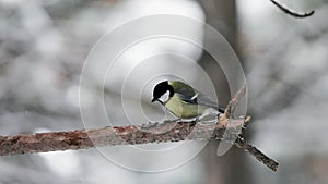 Small Bird tit on the snow cowered tree branch