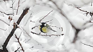 Small Bird tit on the tree branch at city park