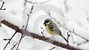 Small Bird tit on the tree branch at city park