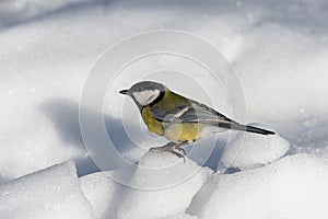 Small bird tomtit sits on snow