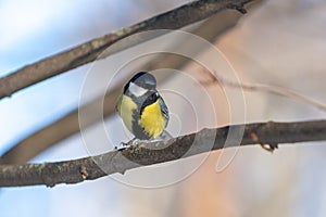 Small bird tomtit sits on snow