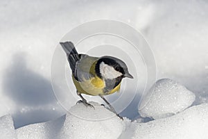 Small bird tomtit sits on snow