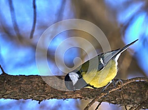 A small bird of the tomtit sits on a tree branch in the park. Close-up. Spring sunny day