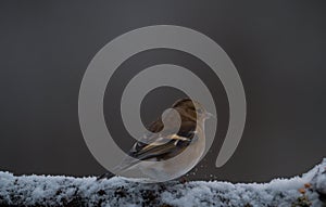 a small bird on top of a snow covered branch of a tree