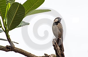 A small bird on the tree on white background