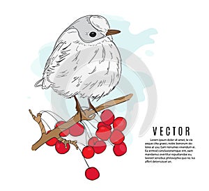 Small bird on a twig vector illustration. Nature botanical sketch. Winter holidays print. Little bird red viburnum tree