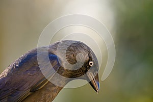 Small bird with a vivid blue bill is perched on the ground