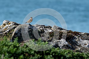 Small Bird (Whinchat - saxicola rubetra) Perched On Stone At The Edge To The Coast Of Wales In The United Kingdom