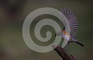 Small Bird With Wings Flapping