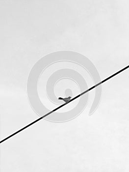 A small bird on a wire