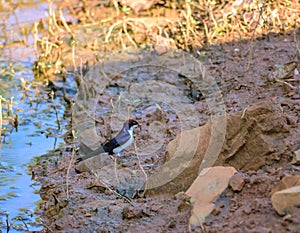 Small bird, Wire-tailed Swallow, Hirundo smithii, lake side