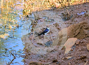 Small bird, Wire-tailed Swallow, Hirundo smithii, lake side