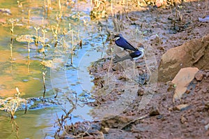 Small bird, Wire-tailed Swallow, Hirundo smithii, lake side