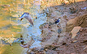 Small bird, Wire-tailed Swallow, Hirundo smithii, lake side
