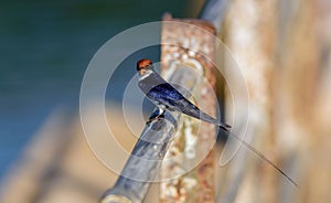 Small bird, Wire-tailed Swallow, Hirundo smithii, perched