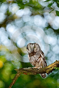 Small bird in the wood. Boreal owl, Aegolius funereus, sitting on the tree branch in green forest background. Owl hidden in green