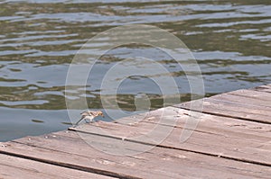 Small bird on a wooden pontoon