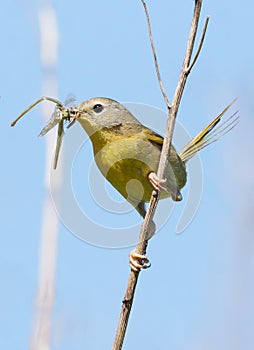 Small Bird Yellowthroat
