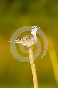 Small birds in Danube delta , bird mating call , wildlife bird watching.