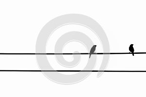 Small Birds are on the electric power wire.silhouette Birds perched on wires isolated on white background