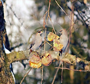 Malí ptáci živící se ovocem