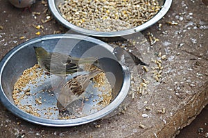 SMALL BIRDS ON FEEDING TRAYS