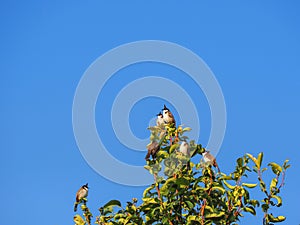 Small birds on green tree with blue sky background