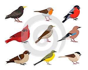 Small Birds icons in different poses isolated on white