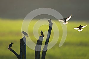 Small birds and an old wooden snag