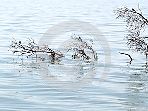 Small birds sit on branches of a tree falling into the water