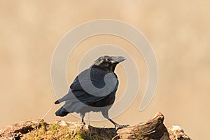 Small birds, with their various colors, shapes, flights