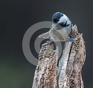 Small birds, with their various colors, shapes, flights