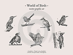 Small birds vector drawings set