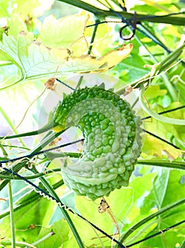 Small bitter cucumber