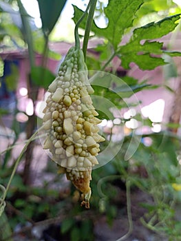 The Small Bitter Gourd